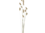 COLLITA - fleurs séchées - lagurus ovatus natural - H 65 cm - naturel