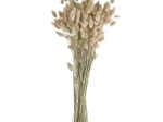 COLLITA - fleurs séchées - lagurus ovatus natural - H 65 cm - naturel