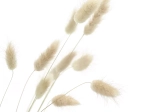 COLLITA - fleurs séchées - lagurus ovatus natural - H 65 cm - naturel