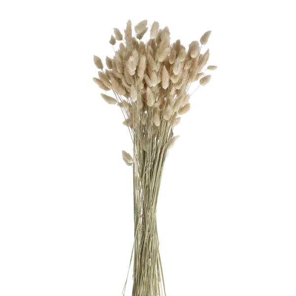 COLLITA - fleurs séchées - lagurus ovatus natural - H 65 cm - naturel
